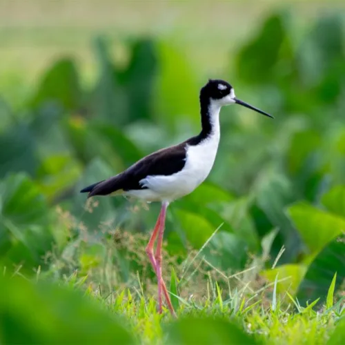 A milestone in recovery: Ae‘o reclassified from endangered to threatened